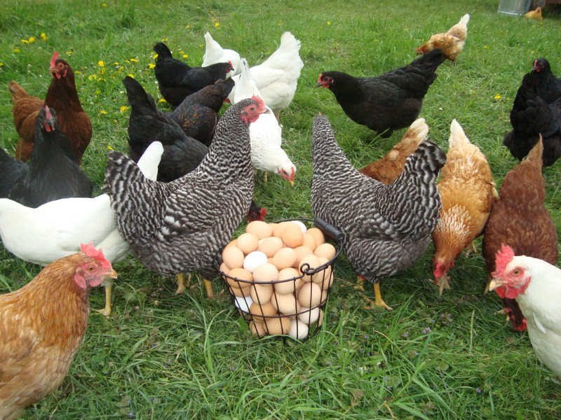 Avoid these mistakes if you want to succeed in Poultry Farming Business