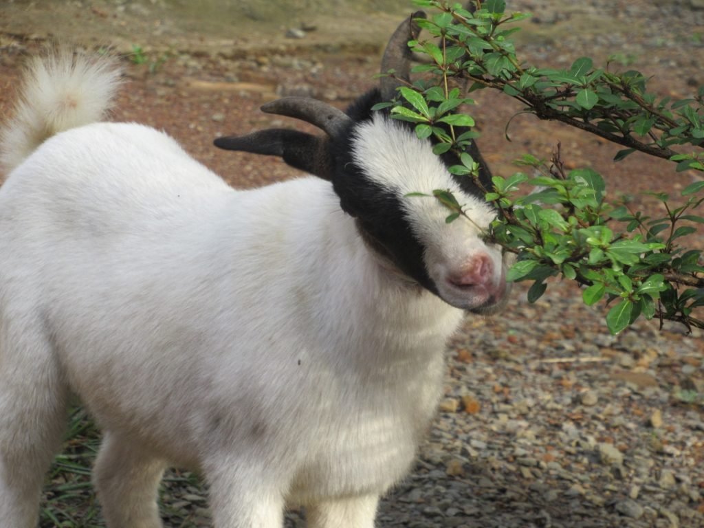 Goat Farming: 5 Areas to watch out for before starting