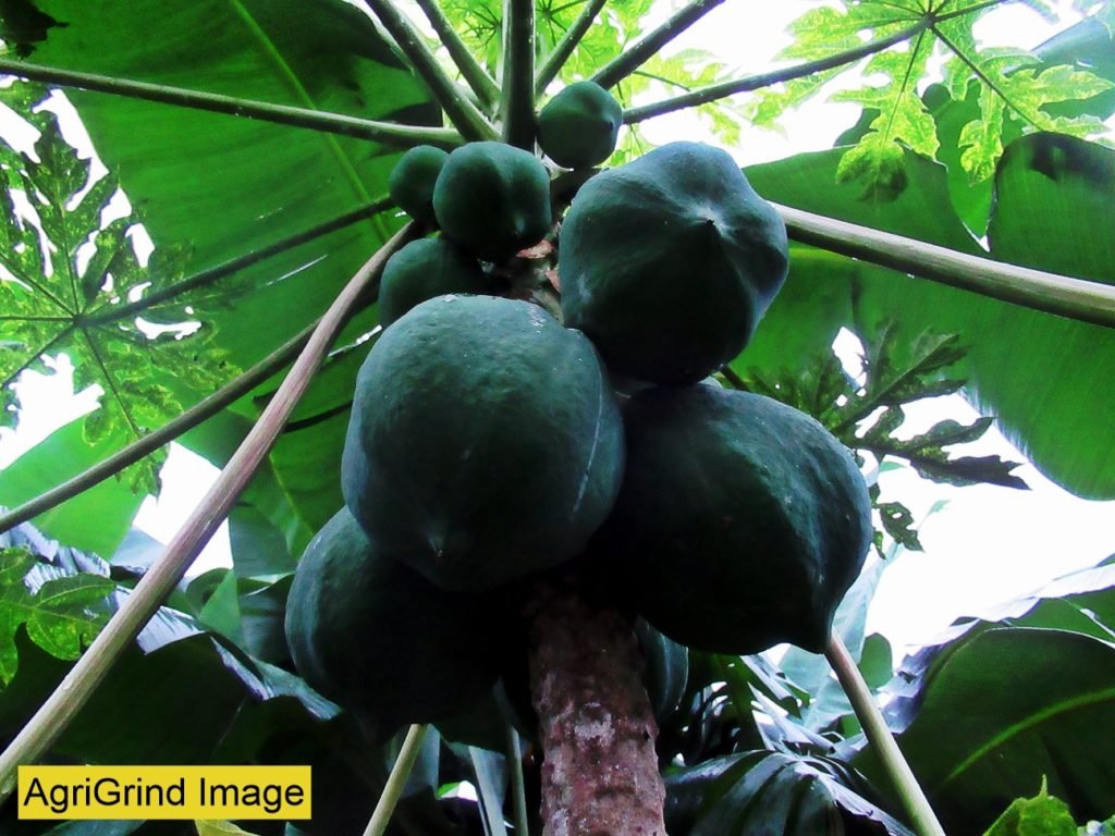 Papaya Farming: Papaya (Pawpaw) health benefits and business opportunities