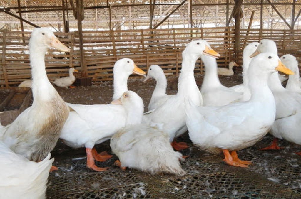 10 tips on starting a duck farming business